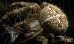 Spider site: odezva těla a první pomoc